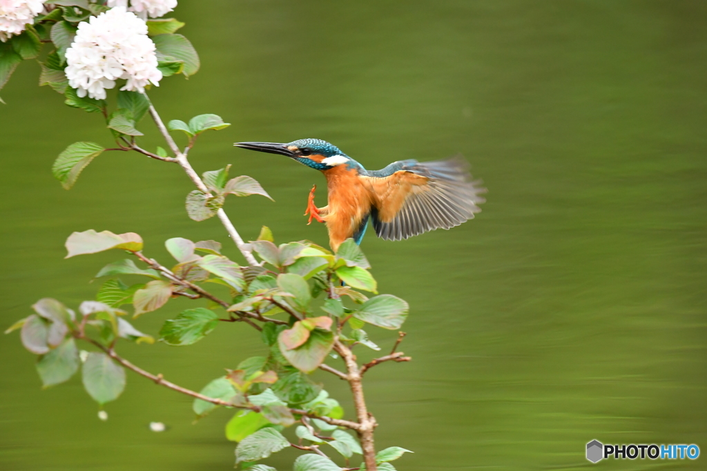 オオデマリとカワセミ