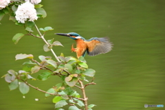 オオデマリとカワセミ