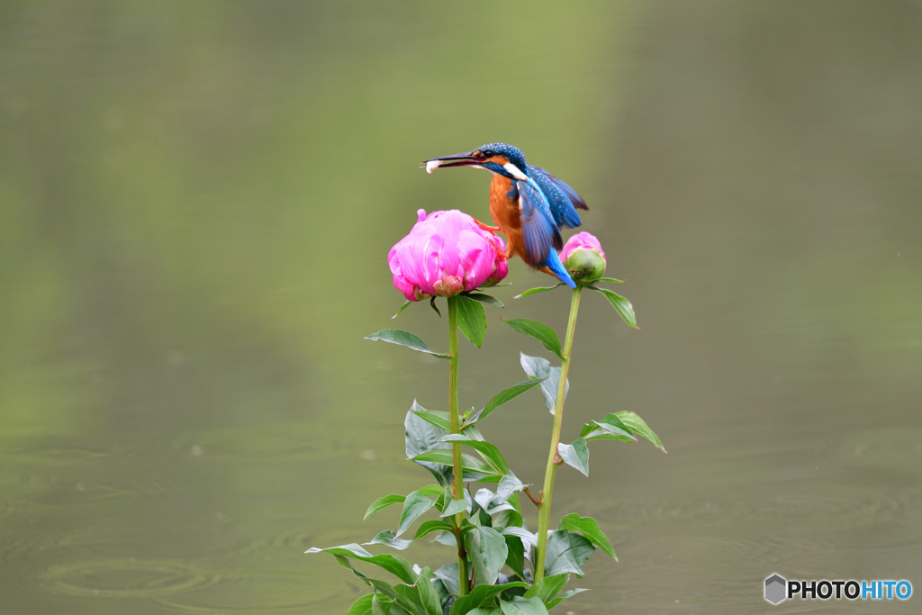 シャクヤクとカワセミ