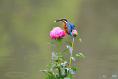 シャクヤクとカワセミ