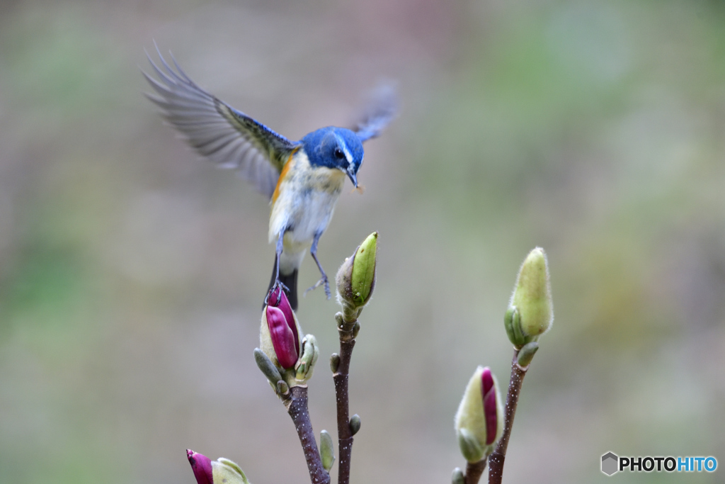 モクレンとルリビタキ
