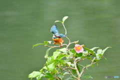 お茶の木とカワセミ