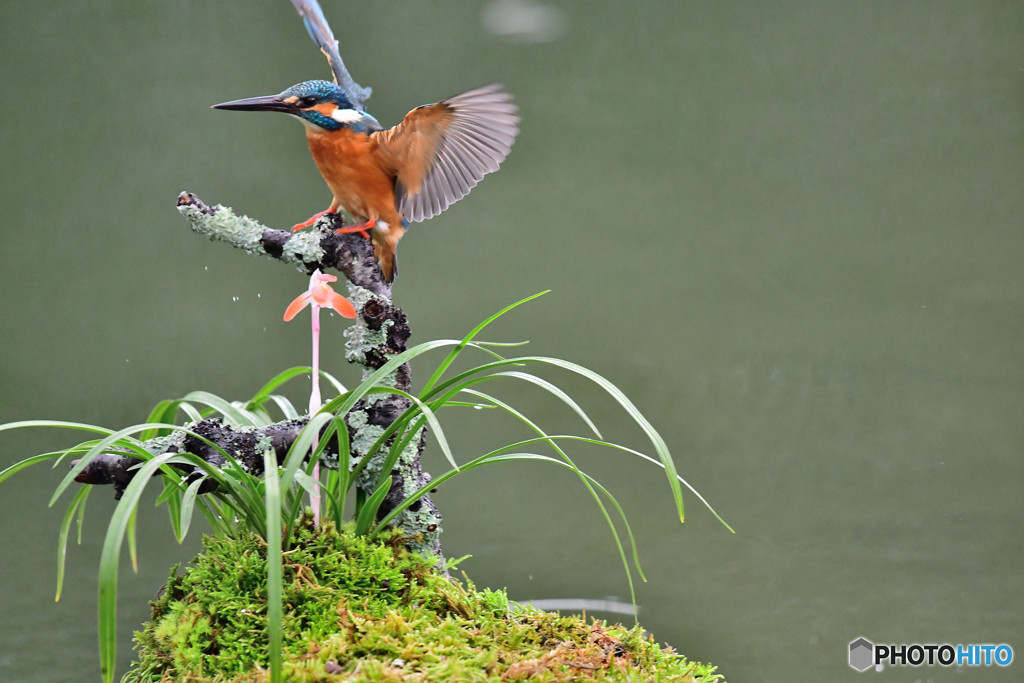 春蘭とカワセミ