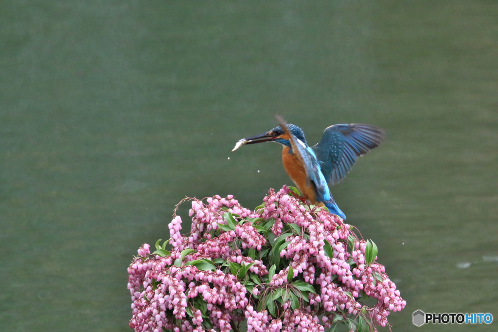 アセビとカワセミ