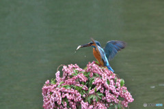 アセビとカワセミ