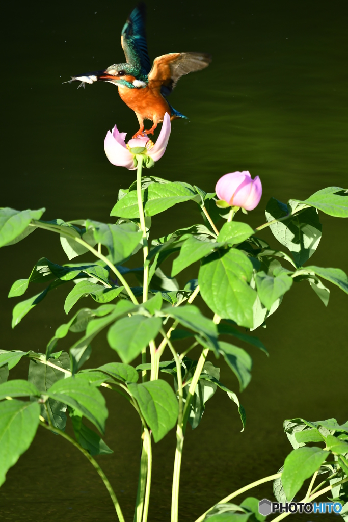 シャクヤクとカワセミ