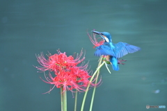 彼岸花とカワセミ