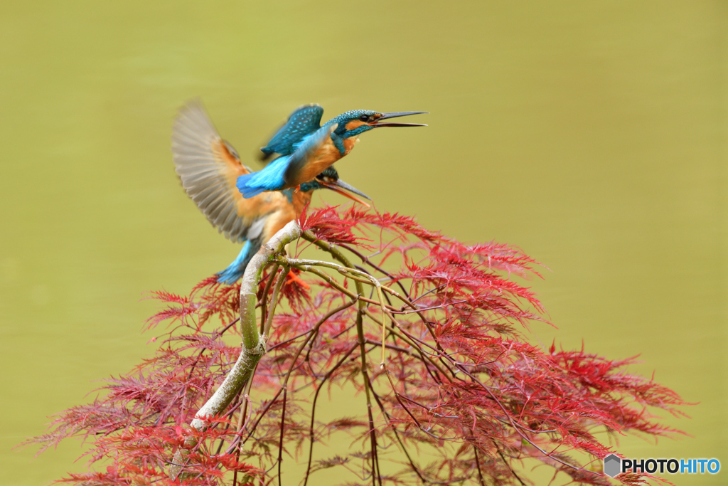 紅葉とカワセミ