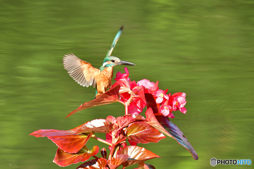 ベゴニアとカワセミ