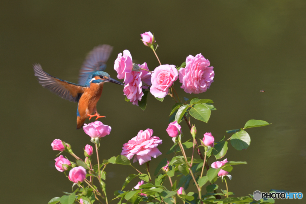 バラとカワセミ