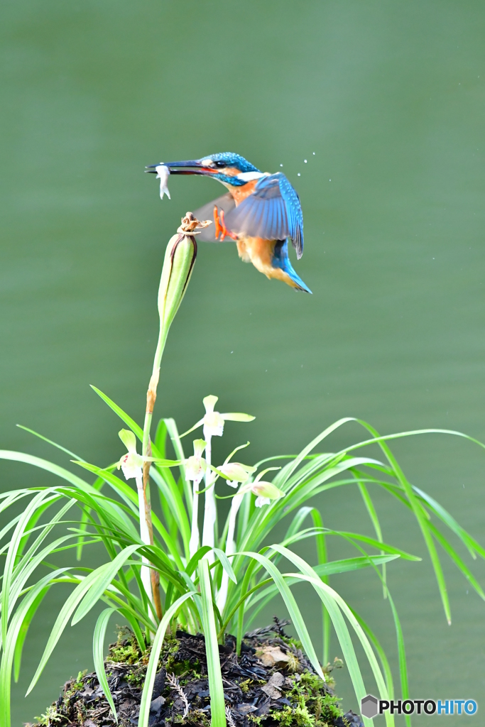 春蘭とカワセミ