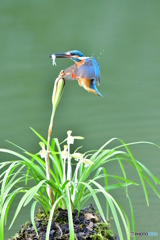 春蘭とカワセミ