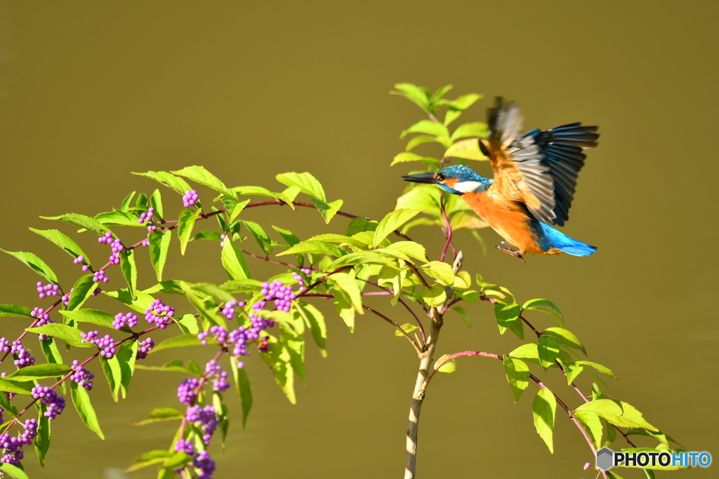 紫式部とカワセミ