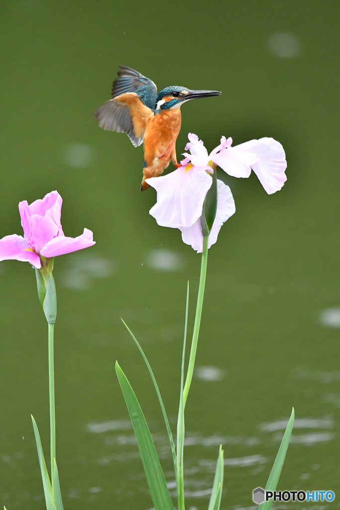 花ショウブとカワセミ