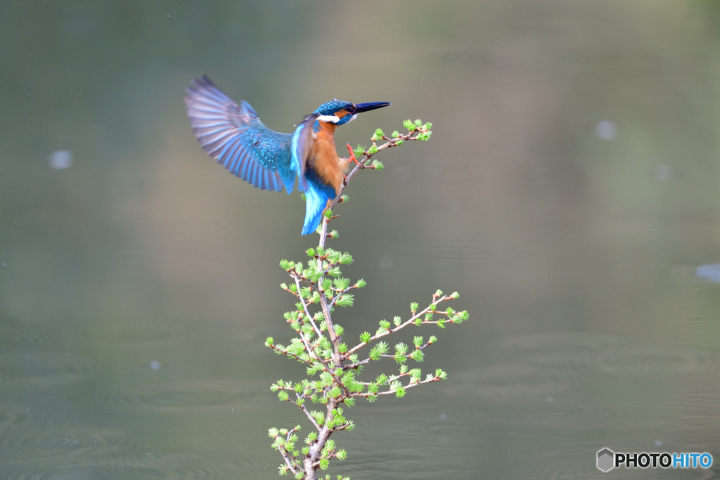 カラマツとカワセミ