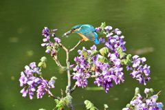 藤の花とカワセミ