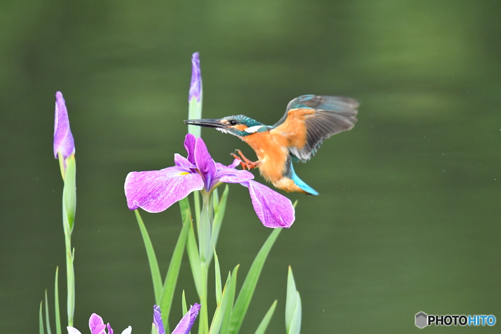 花ショウブとカワセミ