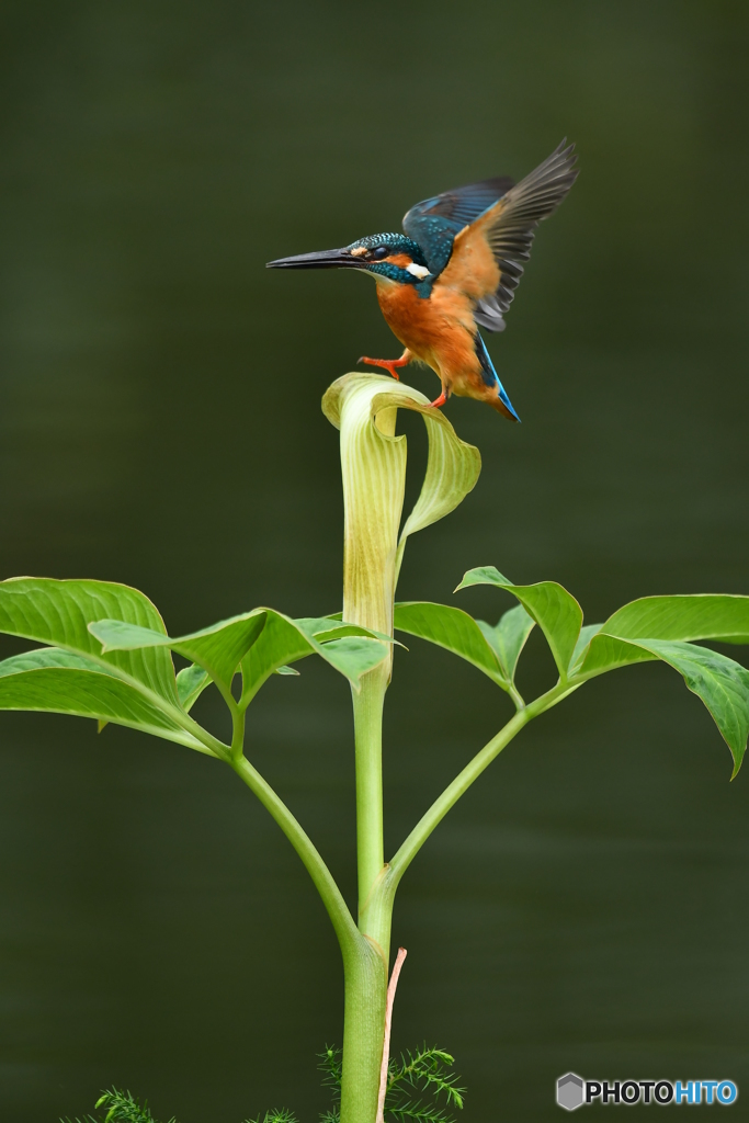 マムシグサとカワセミ
