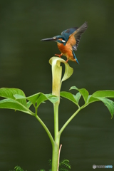 マムシグサとカワセミ