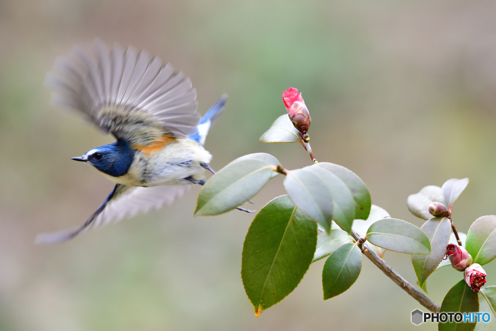 ツバキとルリビタキ