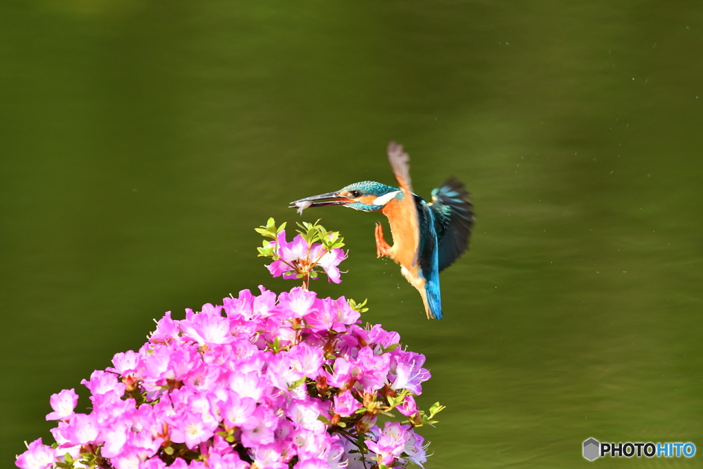 雲仙ツツジとカワセミ