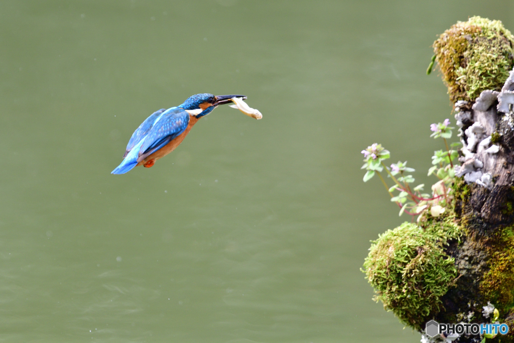 コケとカワセミ