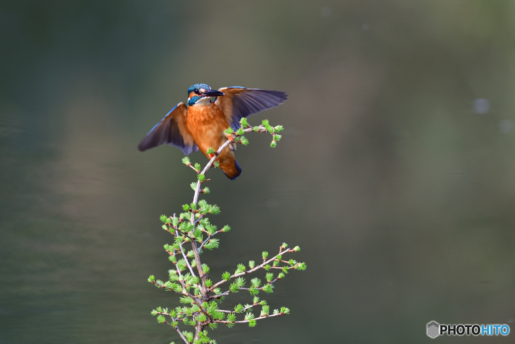 カラマツとカワセミ