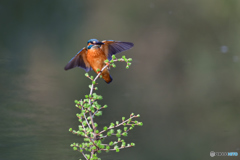 カラマツとカワセミ