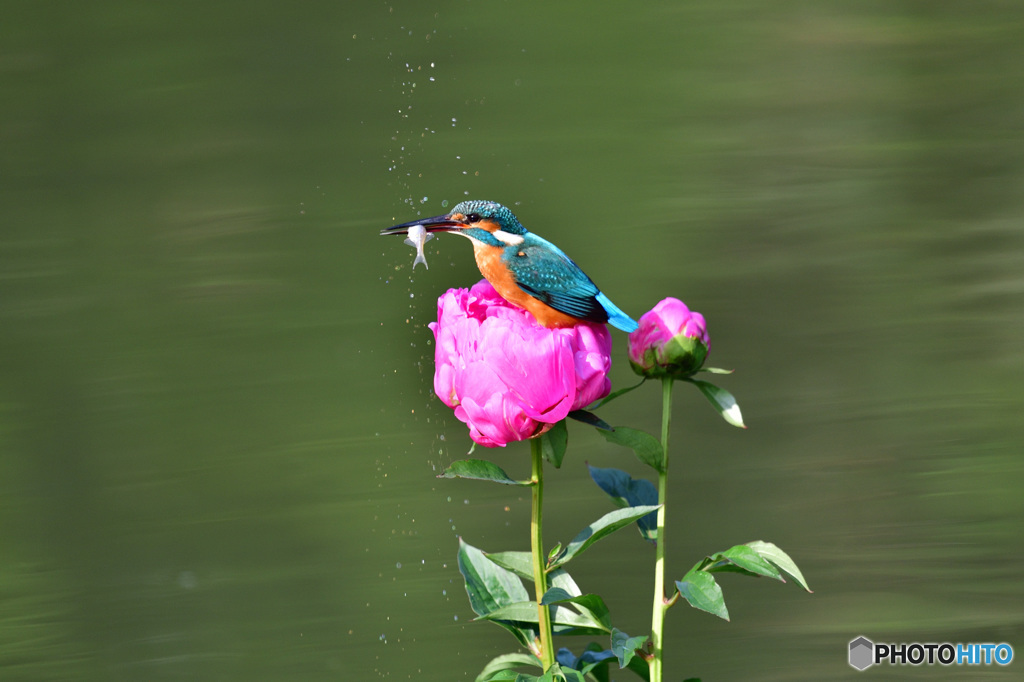 シャクヤクとカワセミ