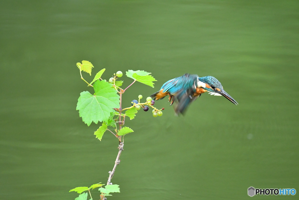 山ブドウとカワセミ