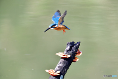 キノコとカワセミ