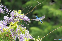 フジの花とオオルリ