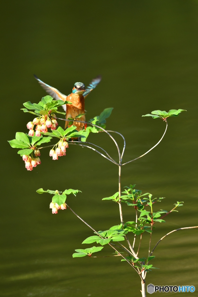 更紗ドウタンツツジとカワセミ
