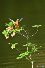 更紗ドウタンツツジとカワセミ
