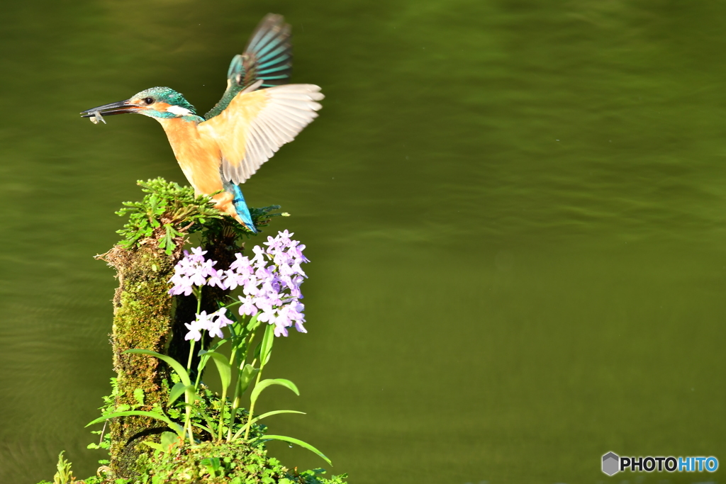 ウチョウランとカワセミ、