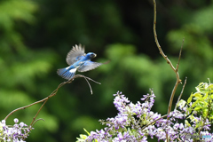 フジの花とオオルリ