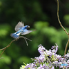 フジの花とオオルリ