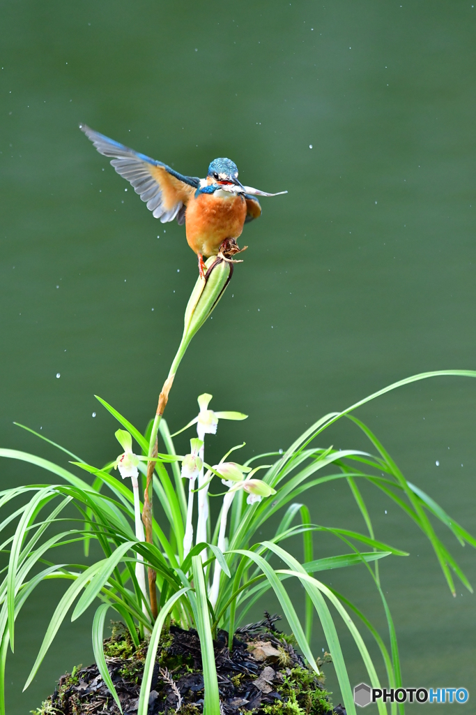 春蘭とカワセミ