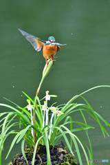春蘭とカワセミ