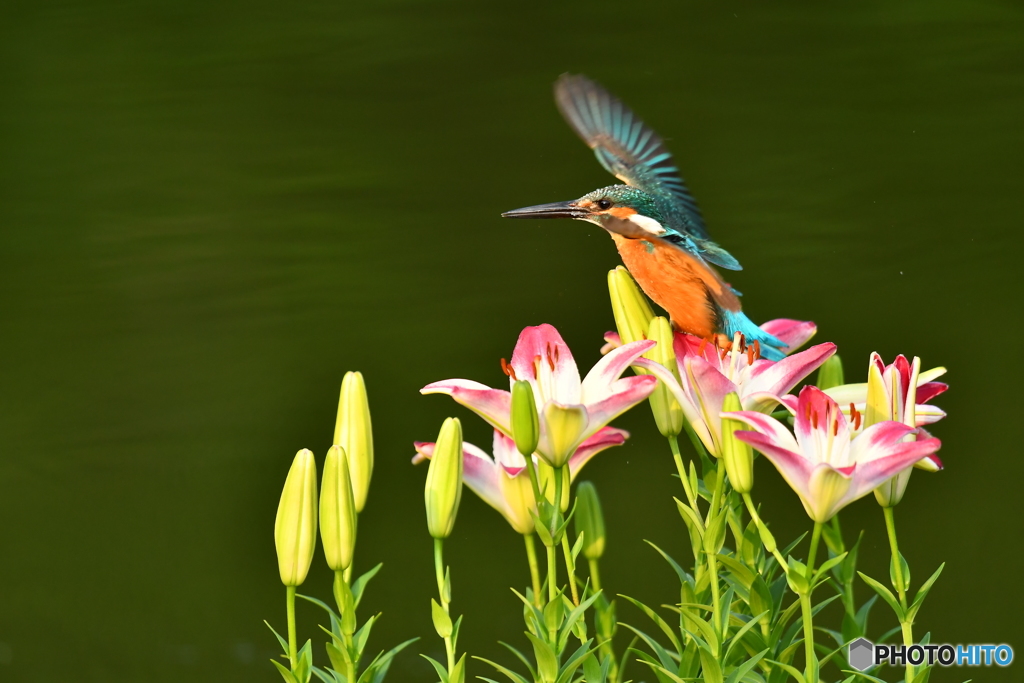 スカシユリとカワセミ