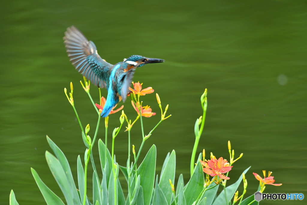 ヒオウギとカワセミ