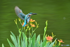 ヒオウギとカワセミ