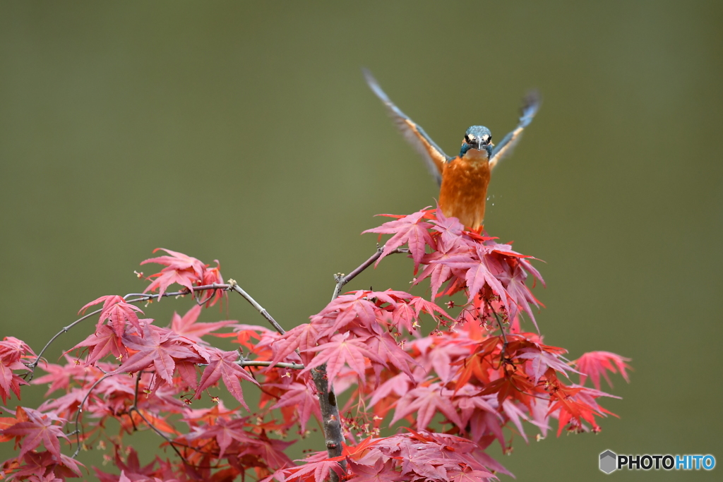 紅葉とカワセミ