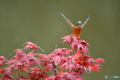 紅葉とカワセミ