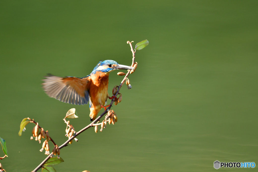 グミとカワセミ