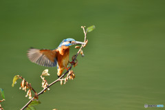 グミとカワセミ