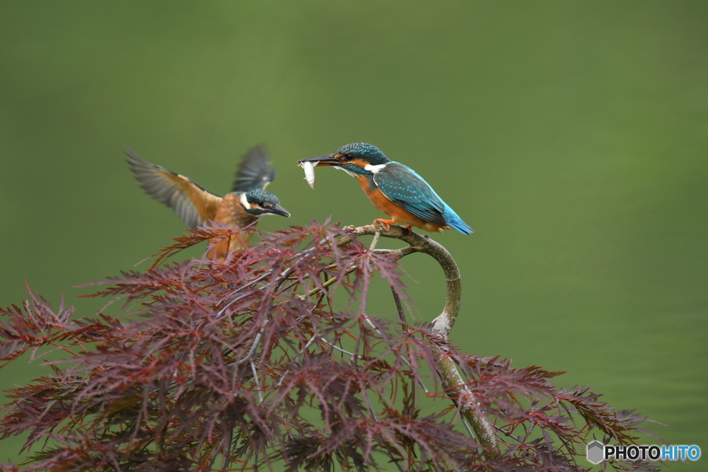 枝垂れ紅葉とカワセミ親子