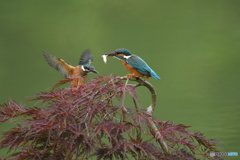 枝垂れ紅葉とカワセミ親子