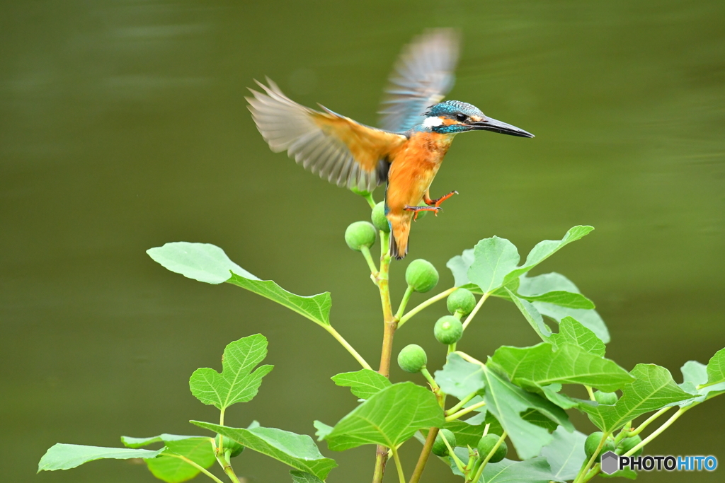 イチジクとカワセミ