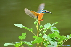 イチジクとカワセミ